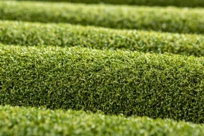 What is the Best Artificial Grass for High-Traffic Areas? 4 TigerTurf TigerPlay