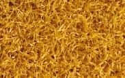 Color Yellow