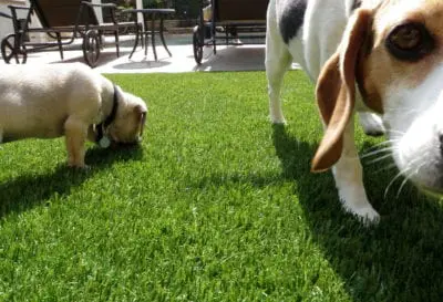 Dogs play on turf