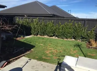 A lawn worn to a frazzle by the dog