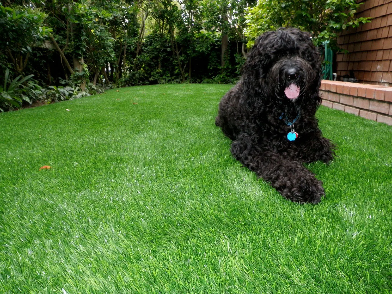 Pets and Turf: Is Synthetic Grass Suitable for Pets? 3 P4200456