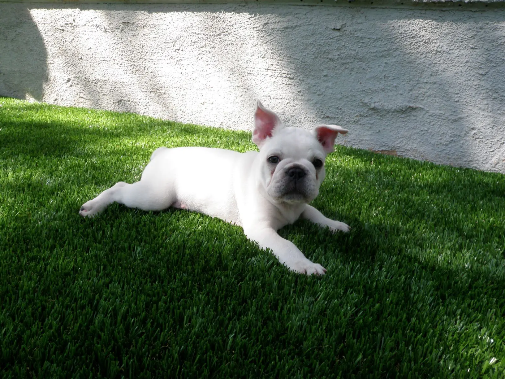Pets and Turf: Is Synthetic Grass Suitable for Pets? 4 P6050647