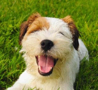 Why adding a Backyard Game Zone is the best choice for your family 2 Residential landscape Dog on turf