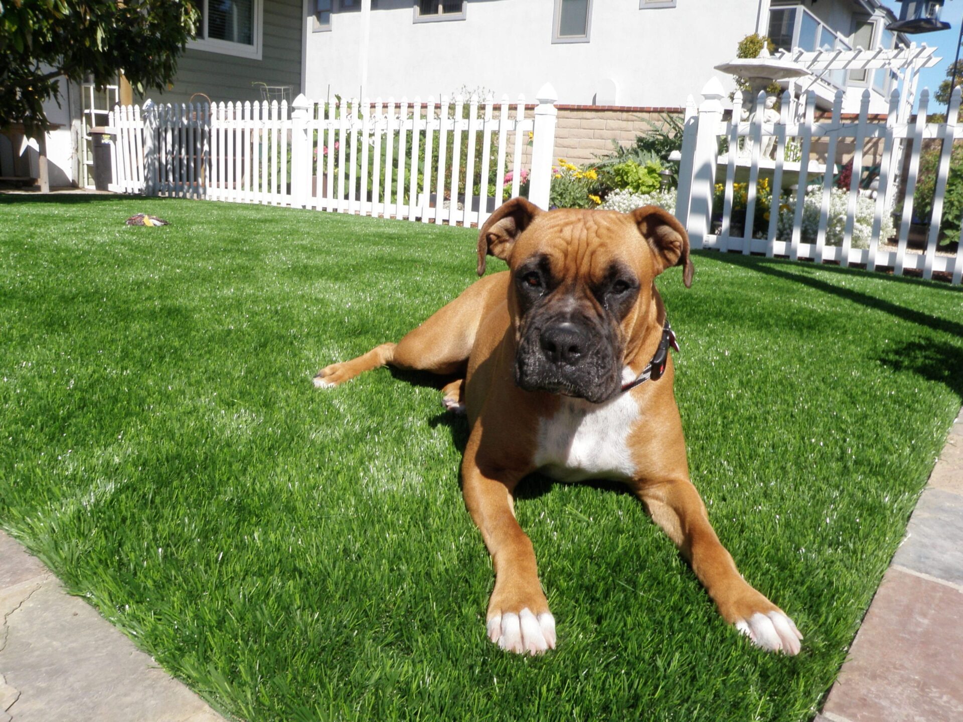 Pets and Turf: Is Synthetic Grass Suitable for Pets? 14 Dog on turf