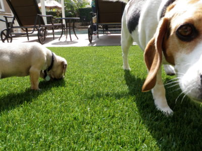 Maintaining your synthetic grass lawn 11 pups on turf