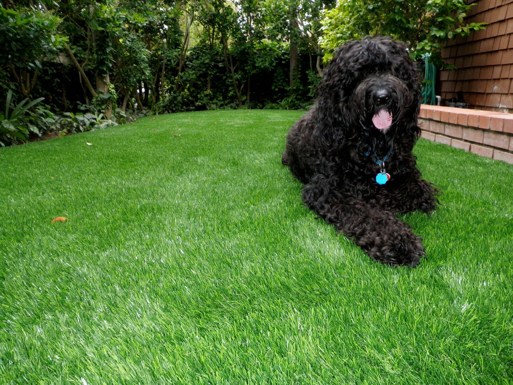 Pets and Turf: Is Synthetic Grass Suitable for Pets? 15 P4200456