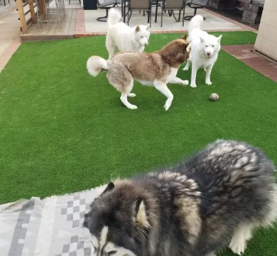 dogsplay  x