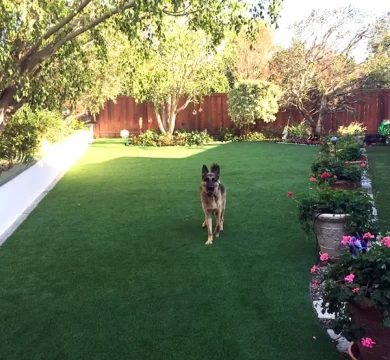 germanshepherd  x