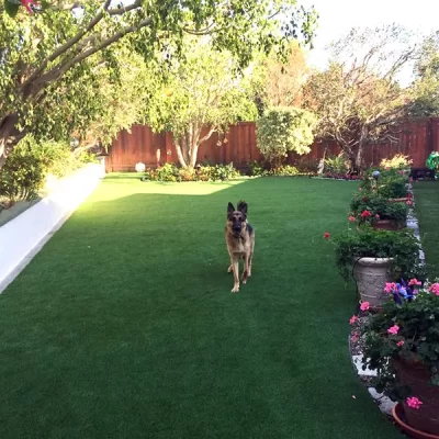 germanshepherd x