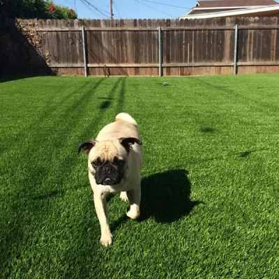 pug x